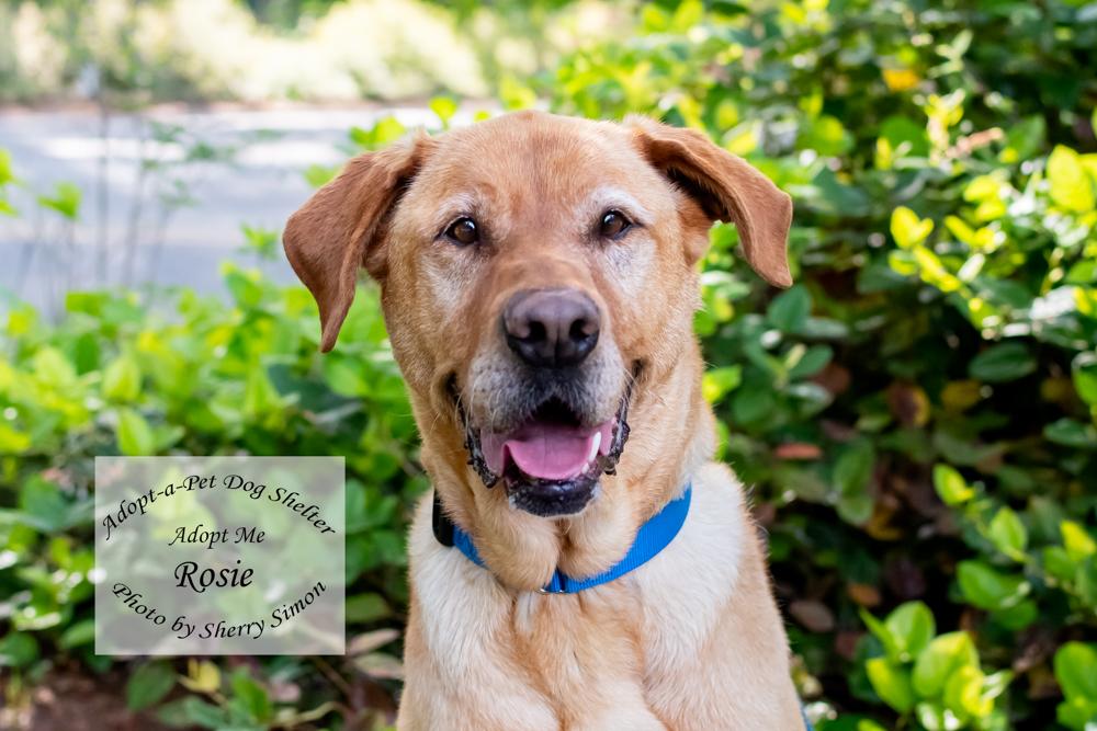ROSIE, Adoptable, Adult Female Yellow Labrador Retriever & Golden Retriever.