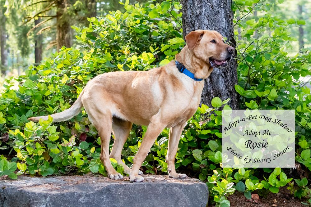 ROSIE, a Adoptable mixed breed in Shelton, WA image 3/6