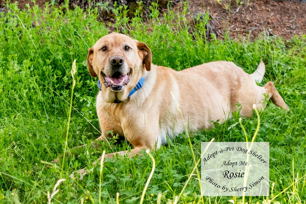 ROSIE, a Adoptable mixed breed in Shelton, WA image 5/6