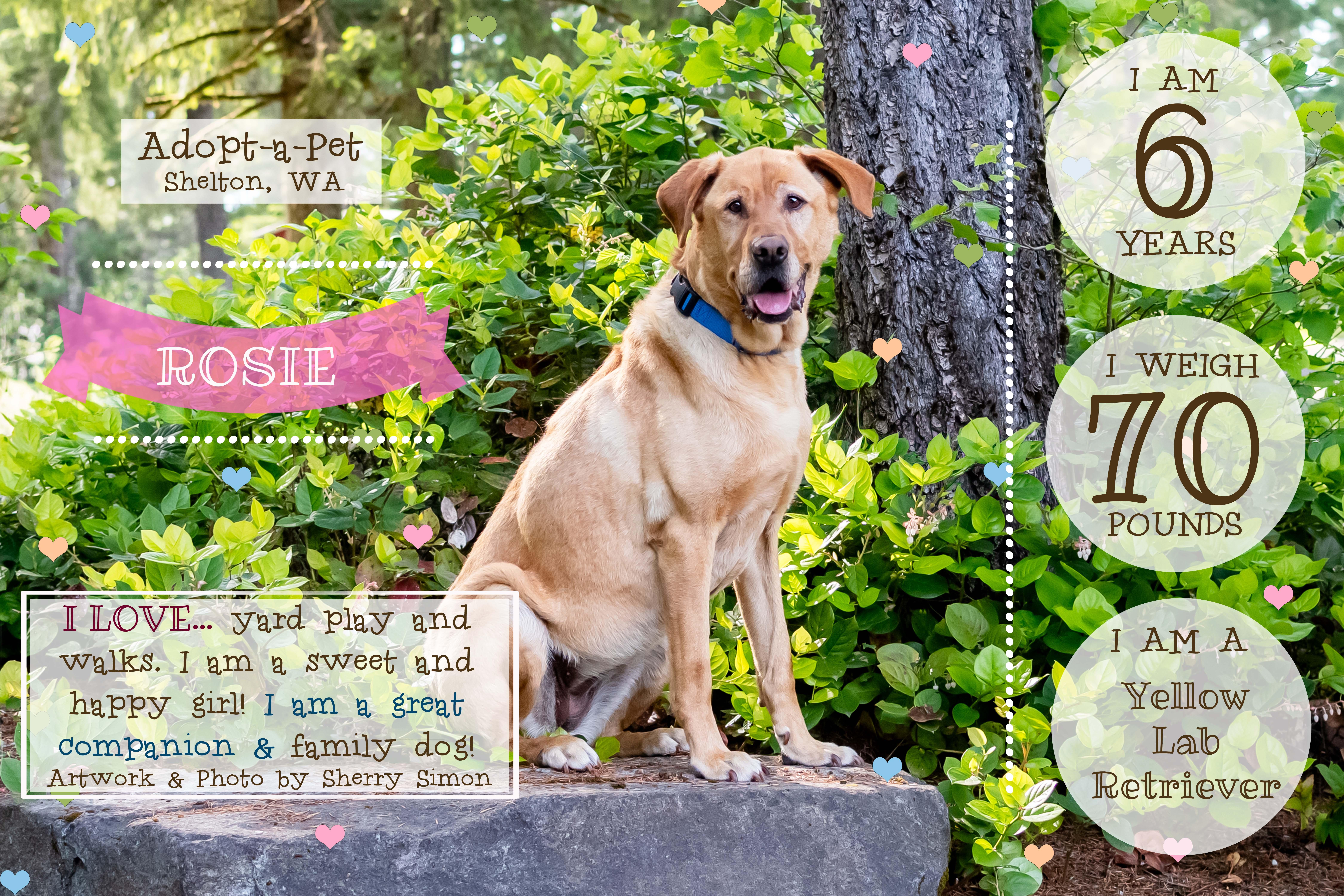 ROSIE, a Adoptable mixed breed in Shelton, WA image 2/6