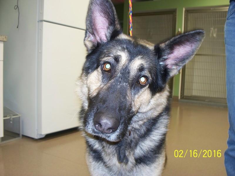 Enlarge Leroy, a Adopted German Shepherd Dog in La Porte, IN image 1/1