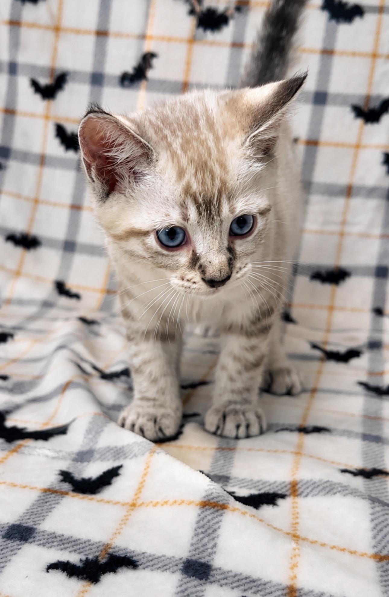 Parker, adopted, Kitten Male Siamese.