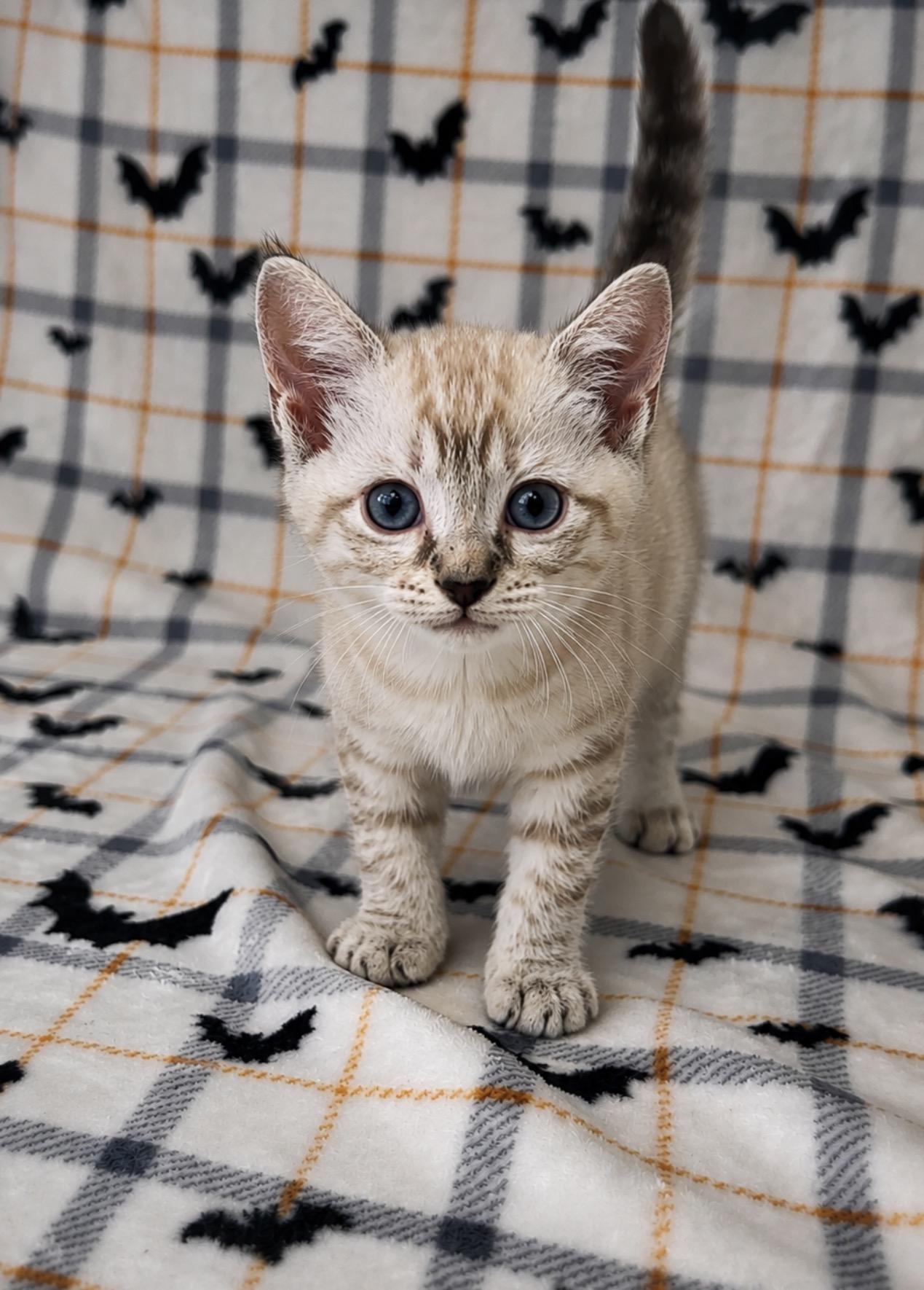 Parker, an adopted Siamese in Valdosta, GA image 2/2