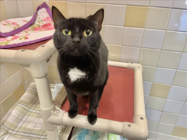 LUNA, Adoptable, Adult Female Domestic Short Hair.