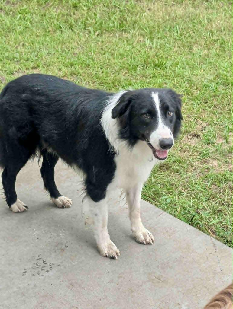 Enlarge Hank, a Adoptable Border Collie in The Woodlands, TX image 1/5