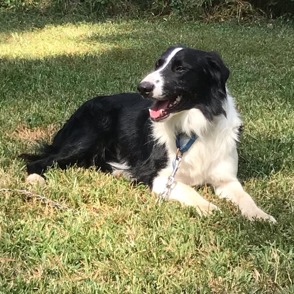 Enlarge Hank, a Adoptable Border Collie in The Woodlands, TX image 2/5