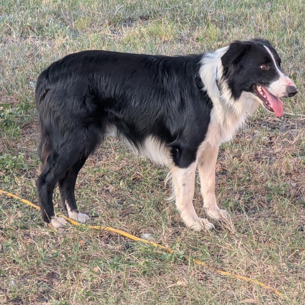 Enlarge Hank, a Adoptable Border Collie in The Woodlands, TX image 3/5