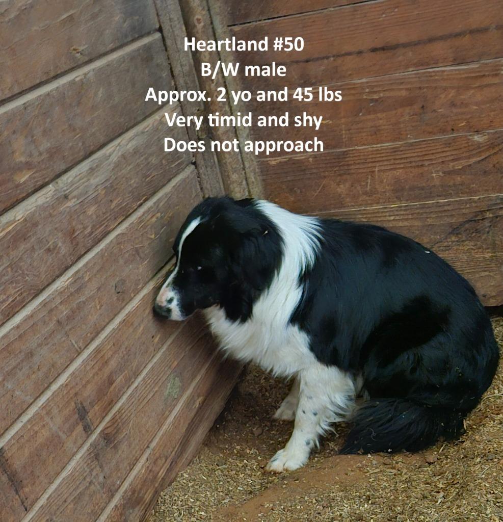 Enlarge Hank, a Adoptable Border Collie in The Woodlands, TX image 4/5