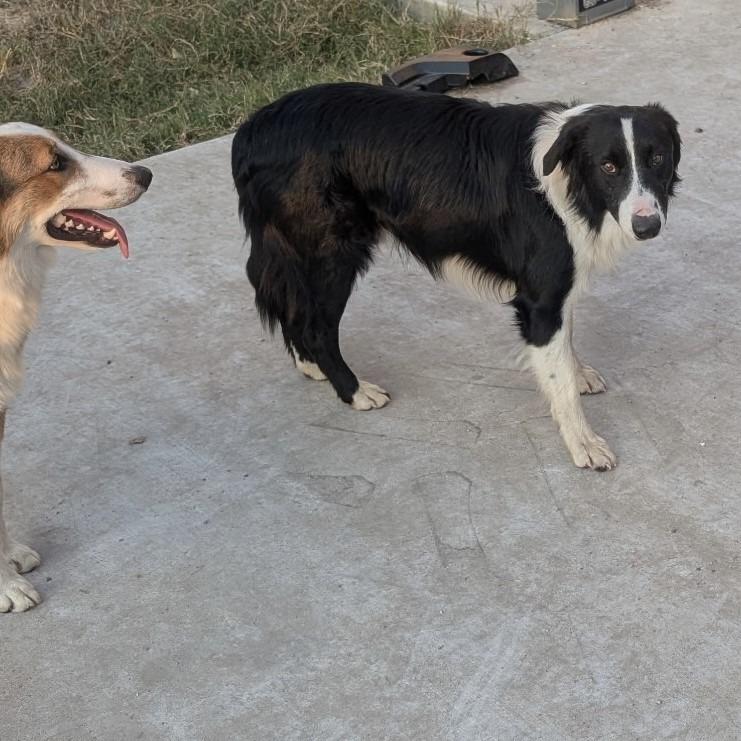 Enlarge Hank, a Adoptable Border Collie in The Woodlands, TX image 5/5