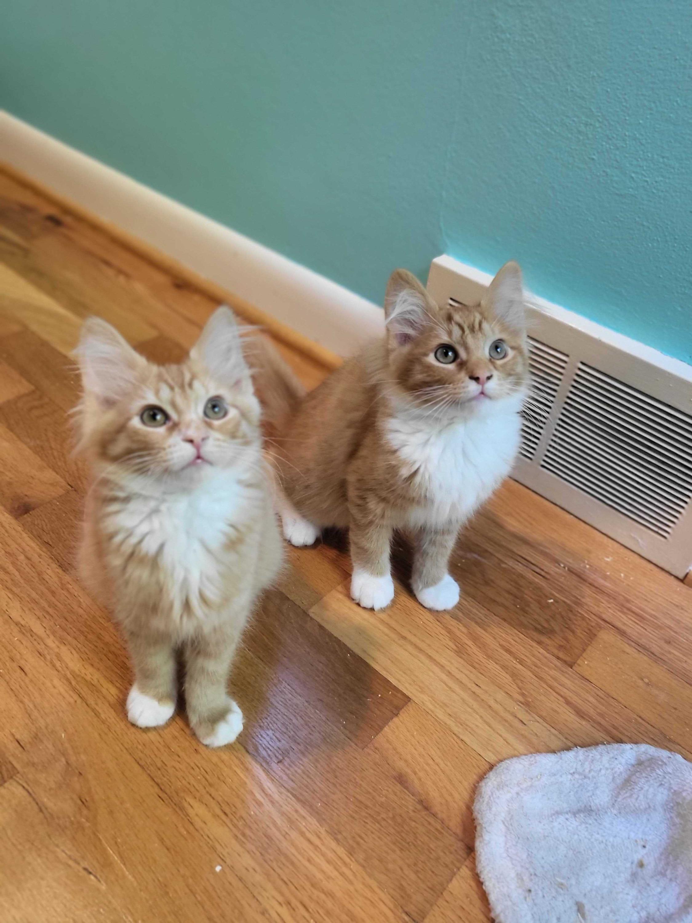 Goldie and Saturn, Baby Male unknown