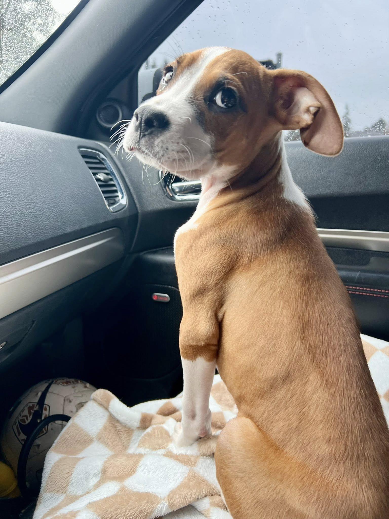 Woody, Adoptable, Young Male Boxer & Greater Swiss Mountain Dog.