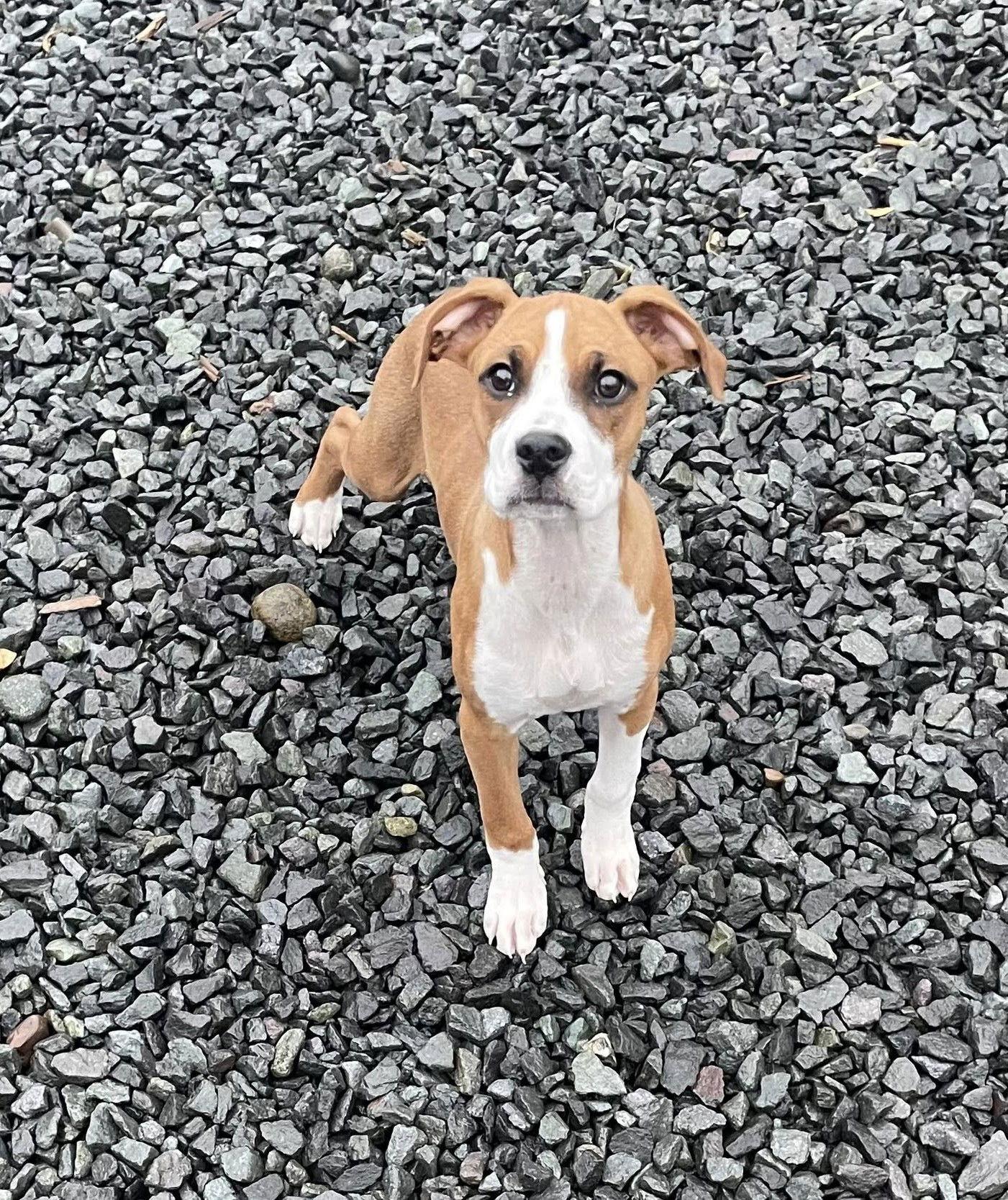 Enlarge Woody, a Adoptable mixed breed in Stanwood, WA image 2/3