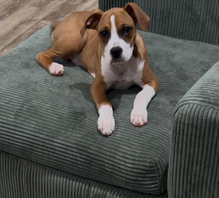 Enlarge Woody, a Adoptable mixed breed in Stanwood, WA image 3/3