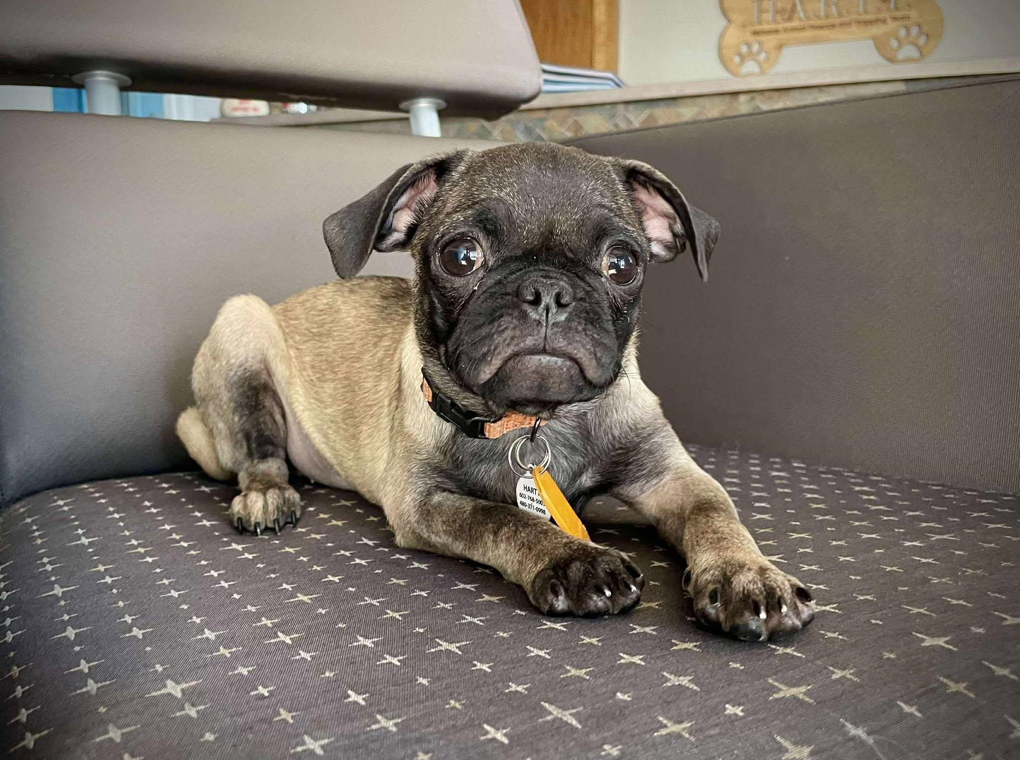 Little League Litter - Rookie