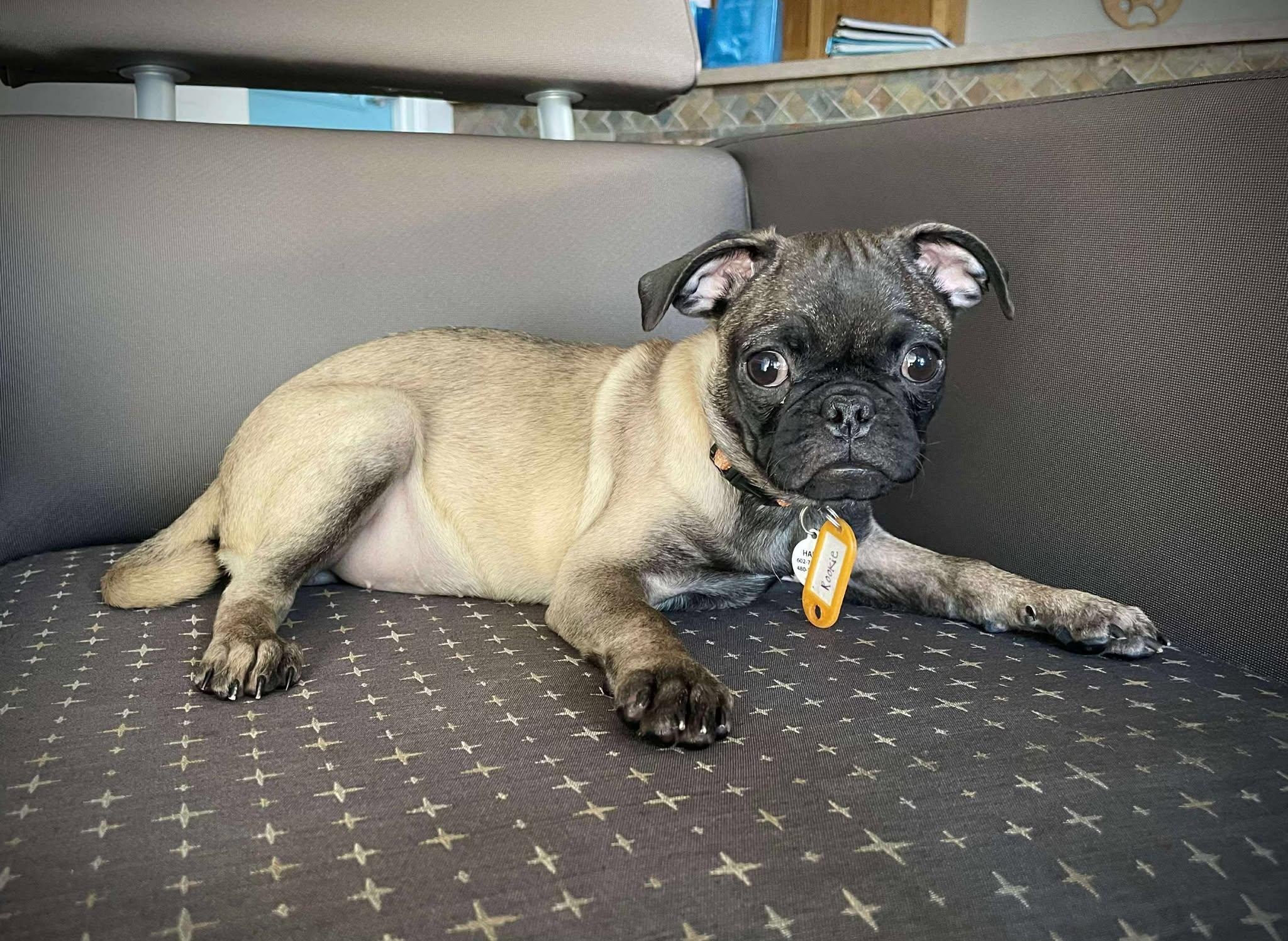 Little League Litter - Rookie