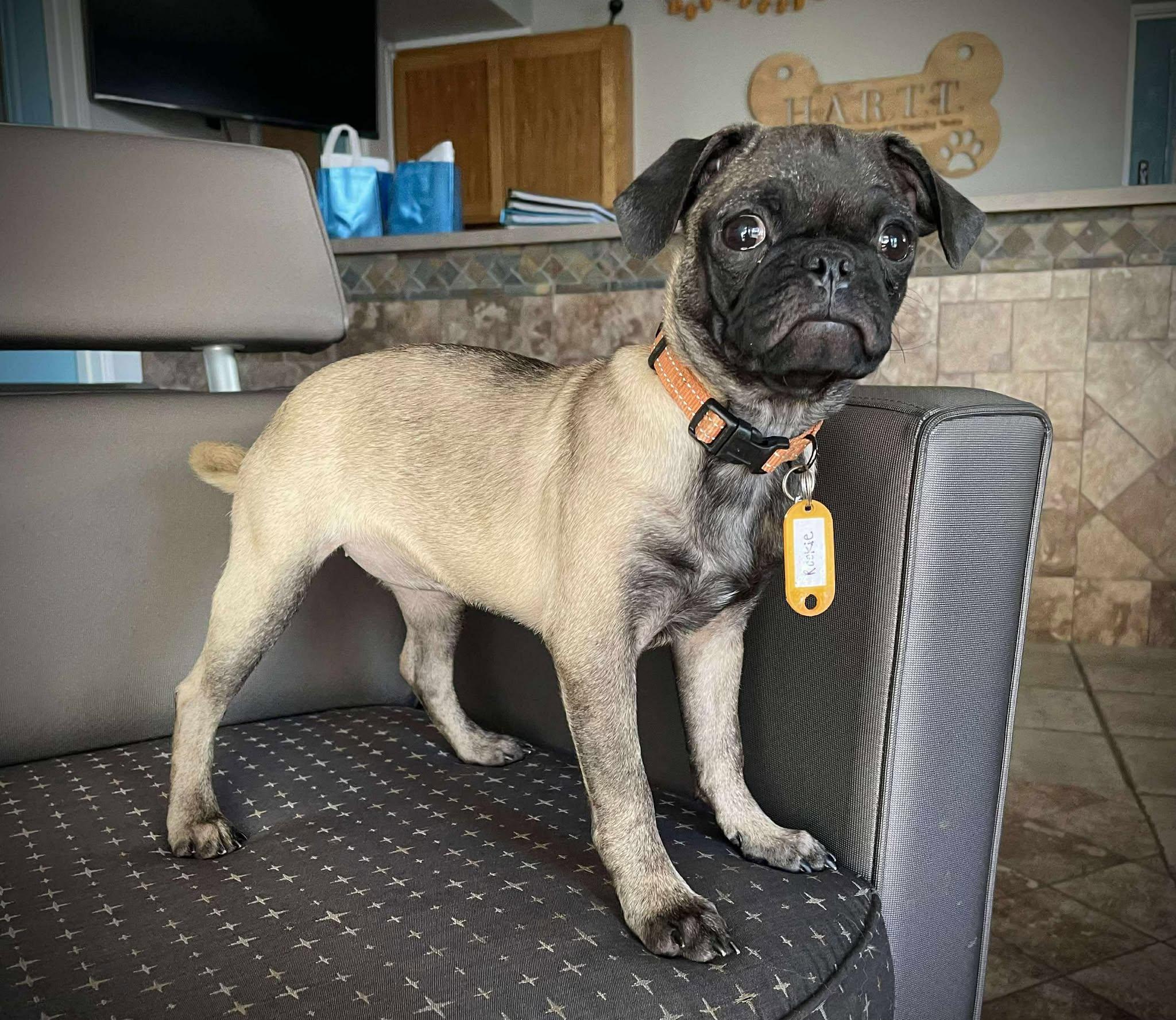 Little League Litter - Rookie