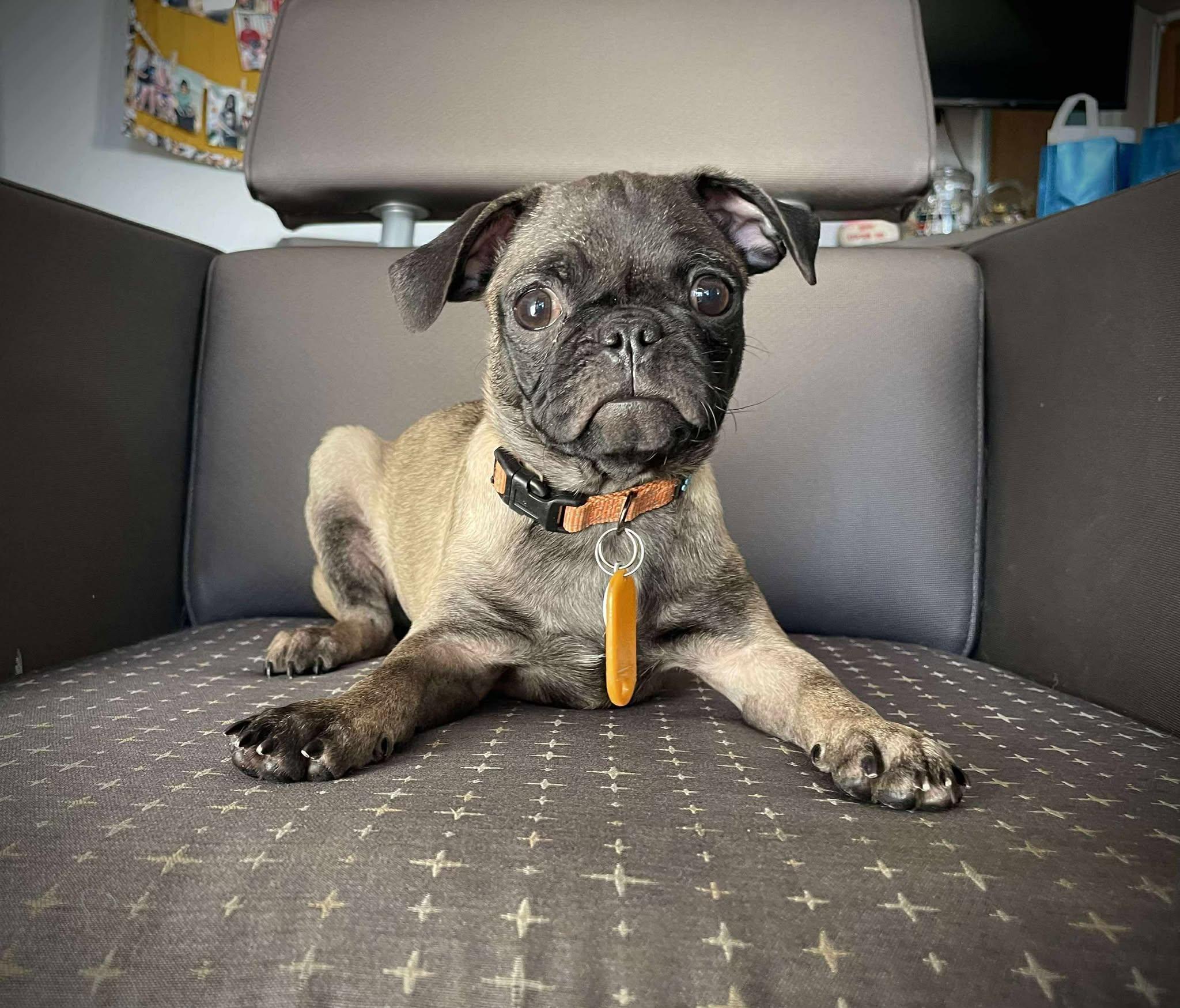 Little League Litter - Rookie