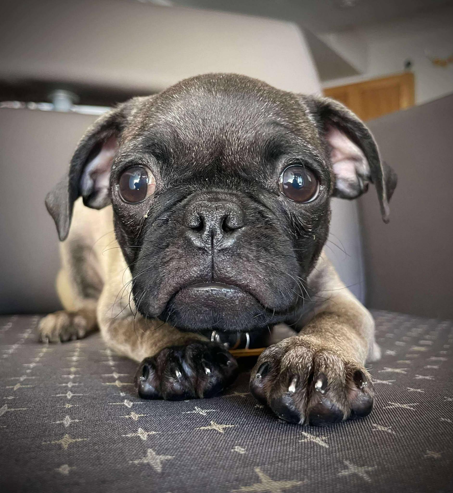 Little League Litter - Rookie