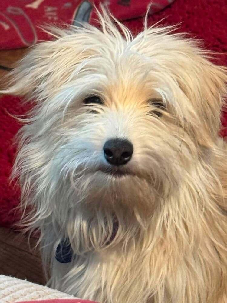 Wobble, Adoptable, Adult Male Chihuahua & Terrier.