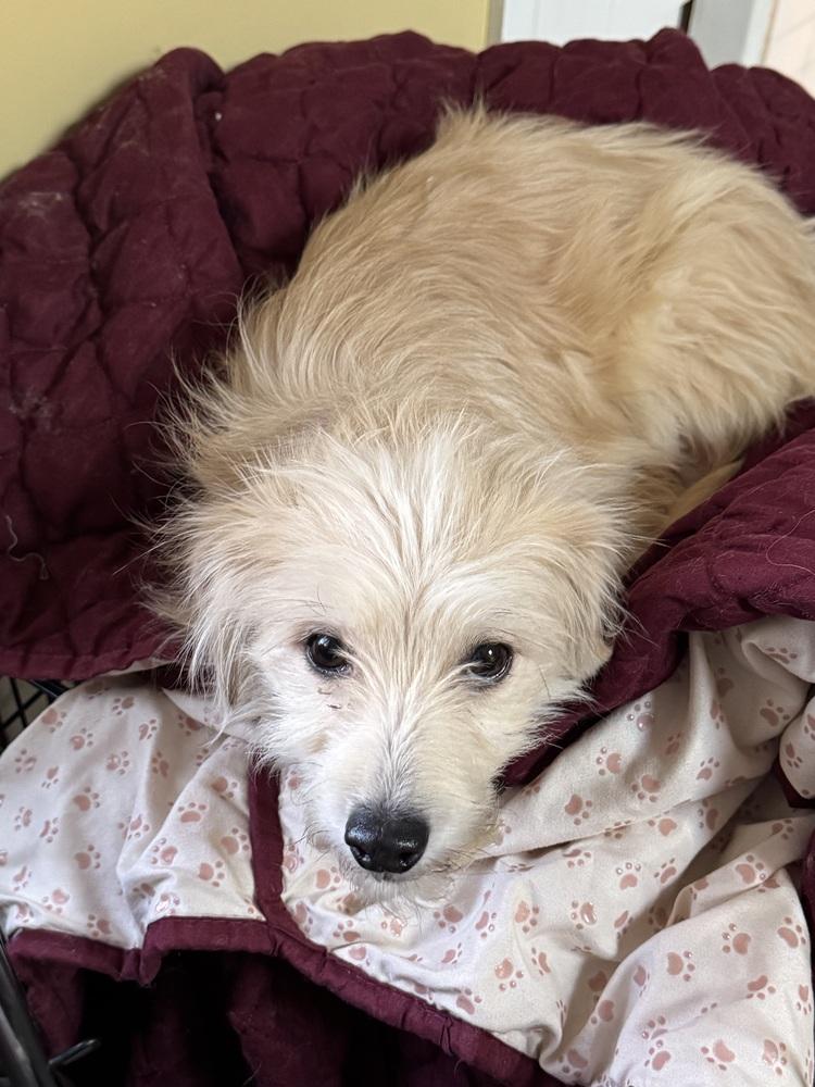 Enlarge Wobble, a Adoptable mixed breed in Littleton, CO image 2/6
