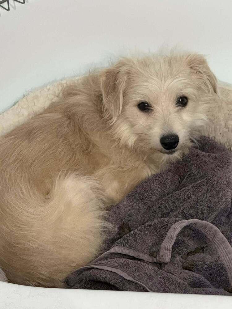 Enlarge Wobble, a Adoptable mixed breed in Littleton, CO image 5/6