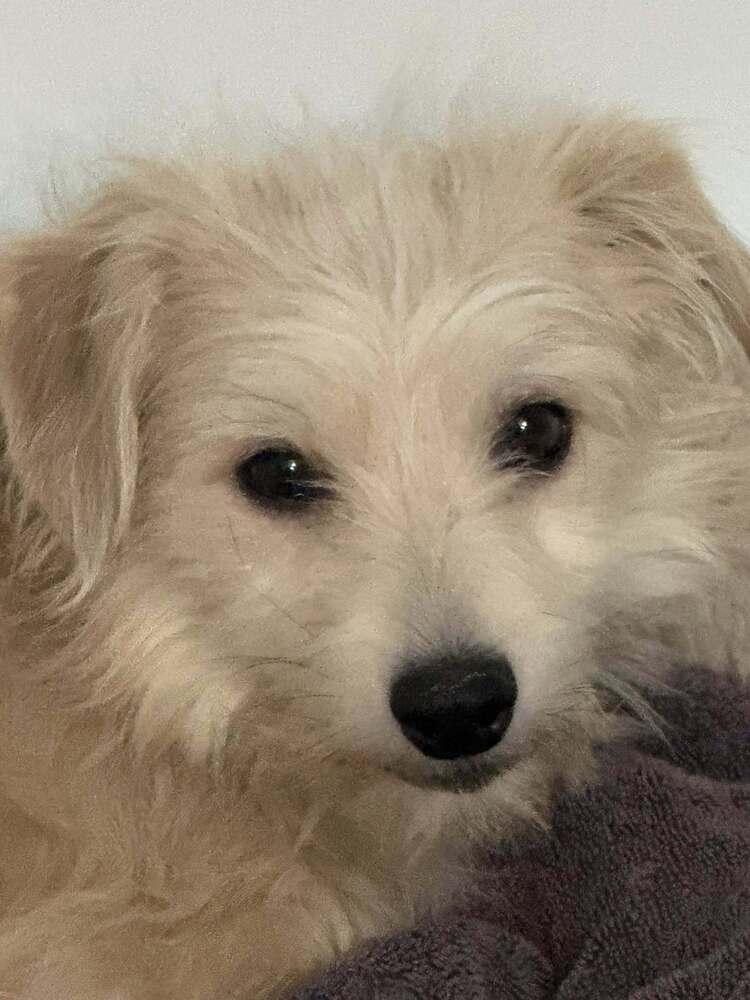 Enlarge Wobble, a Adoptable mixed breed in Littleton, CO image 6/6