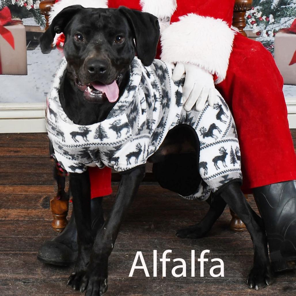 Enlarge Alfalfa, a Adoptable mixed breed in Parkersburg, WV image 1/2