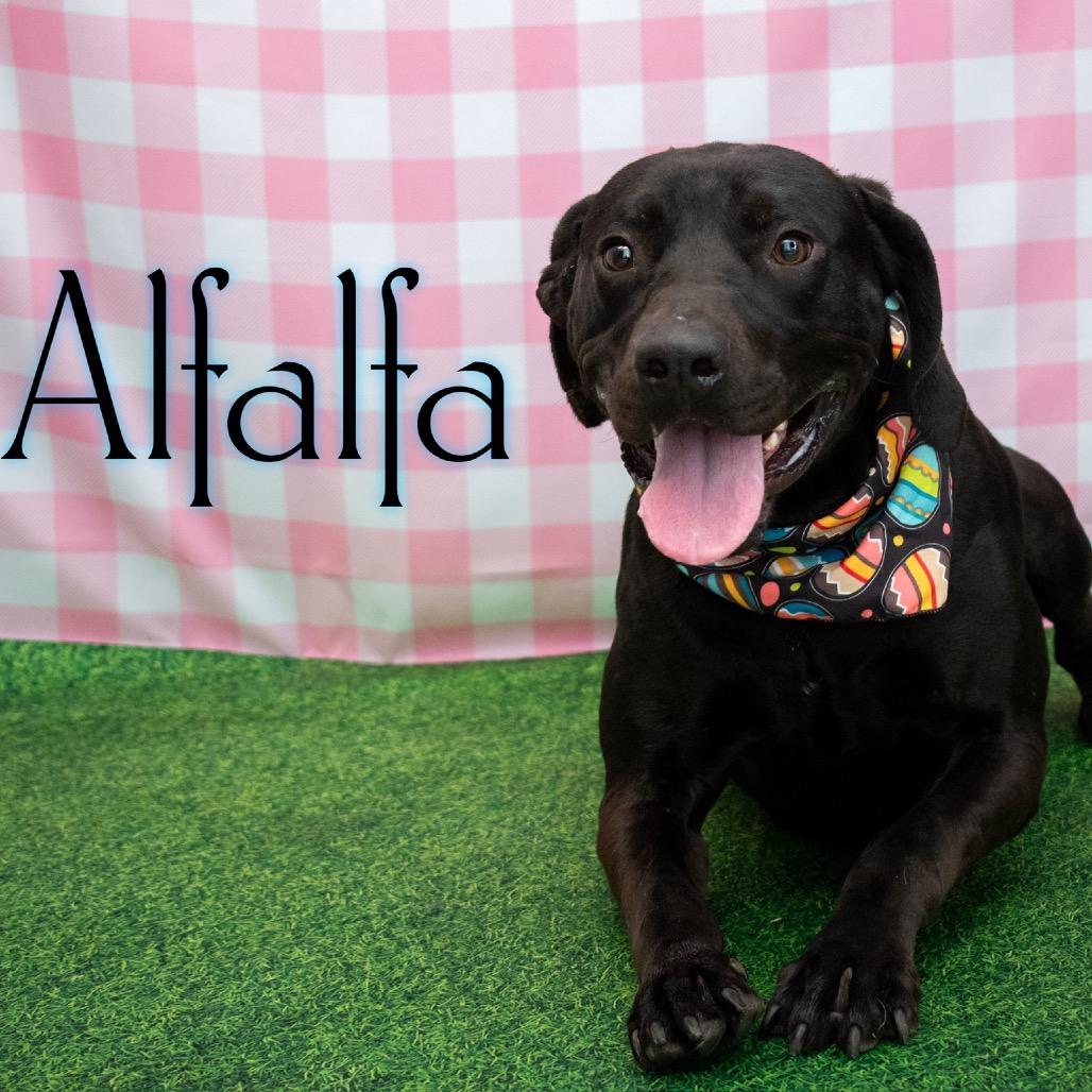 Enlarge Alfalfa, a Adoptable mixed breed in Parkersburg, WV image 2/5
