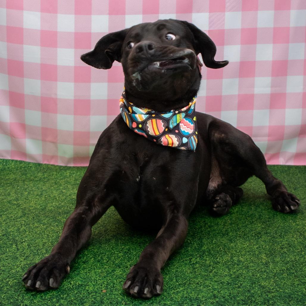 Enlarge Alfalfa, a Adoptable mixed breed in Parkersburg, WV image 4/5