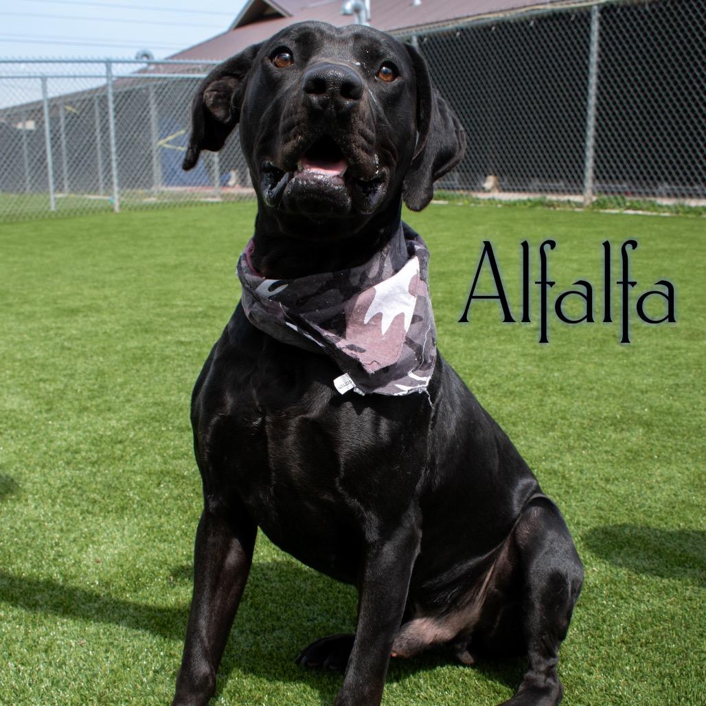 Enlarge Alfalfa, a Adoptable mixed breed in Parkersburg, WV image 5/6