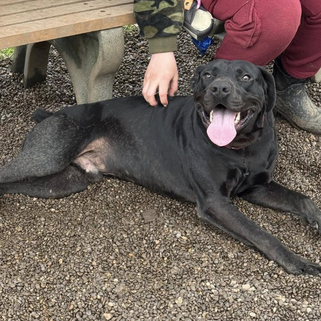 Enlarge Alfalfa, a Adoptable mixed breed in Parkersburg, WV image 5/5