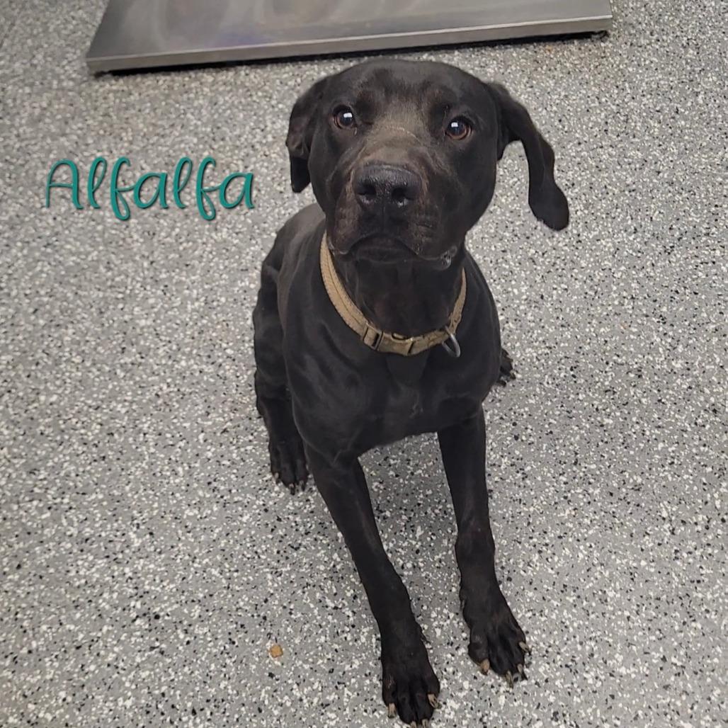 Enlarge Alfalfa, a Adoptable mixed breed in Parkersburg, WV image 2/2