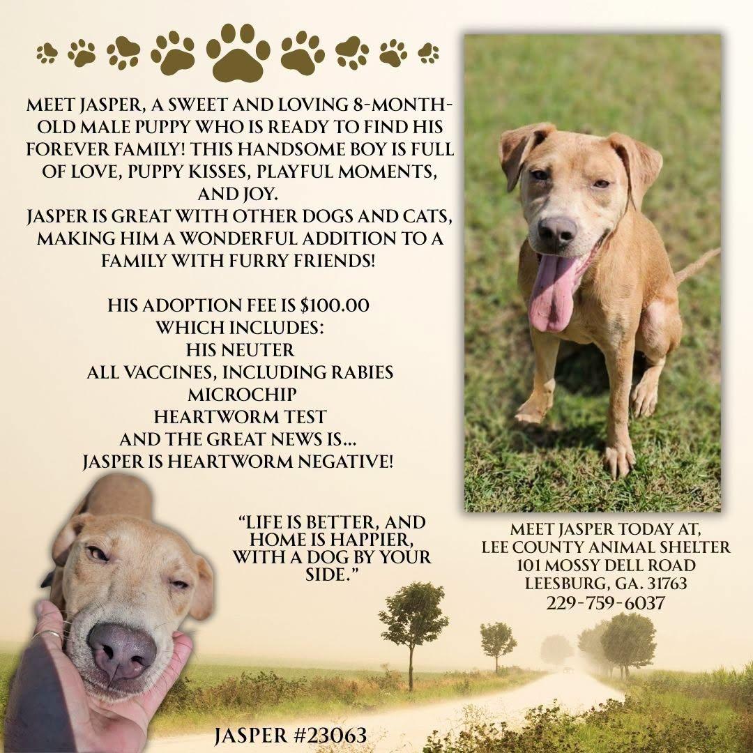 Enlarge Jasper, a ADOPTABLE Labrador Retriever in Leesburg, GA image 1/1