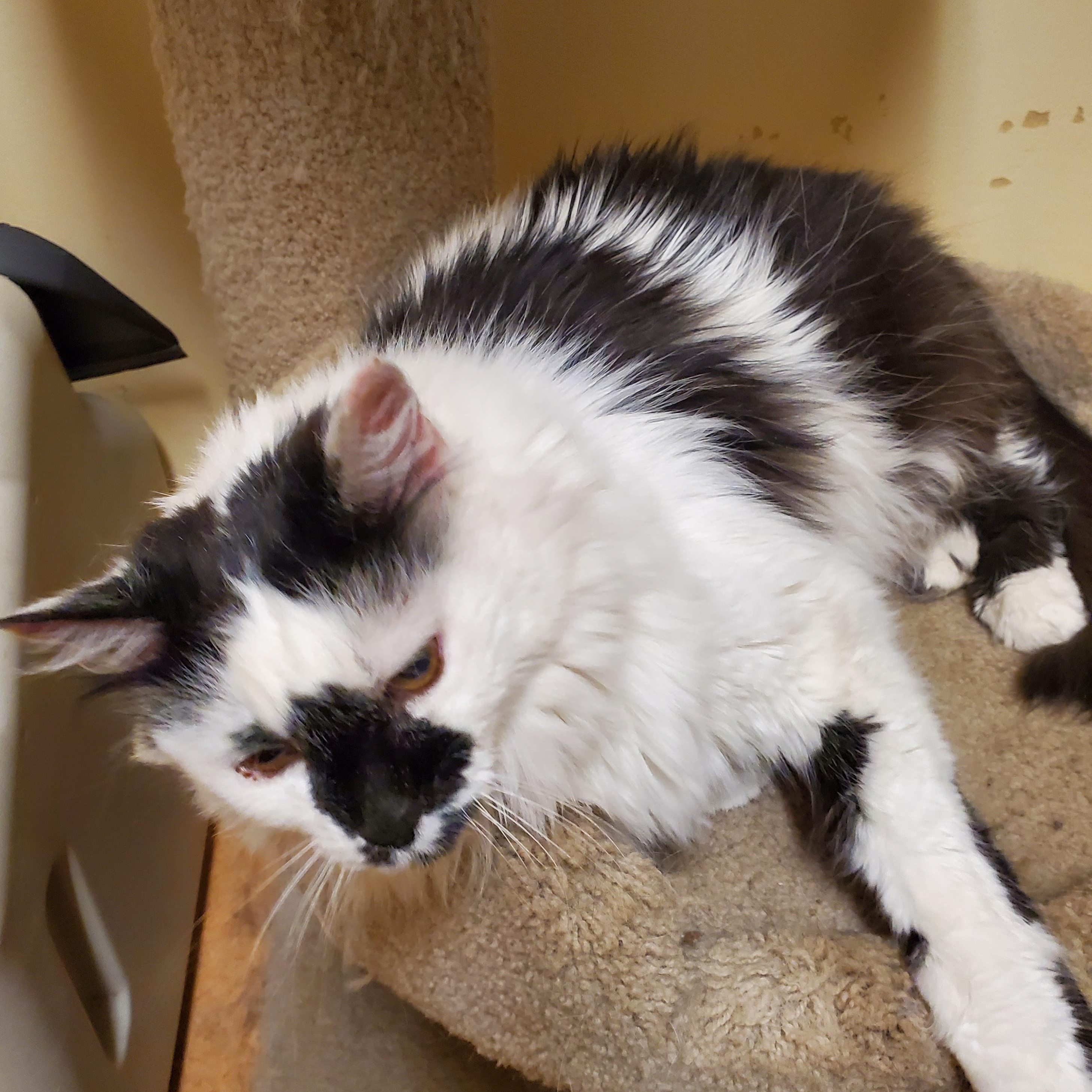 Patches, an adoptable Domestic Medium Hair in Thayne, WY, 83127 | Photo Image 2