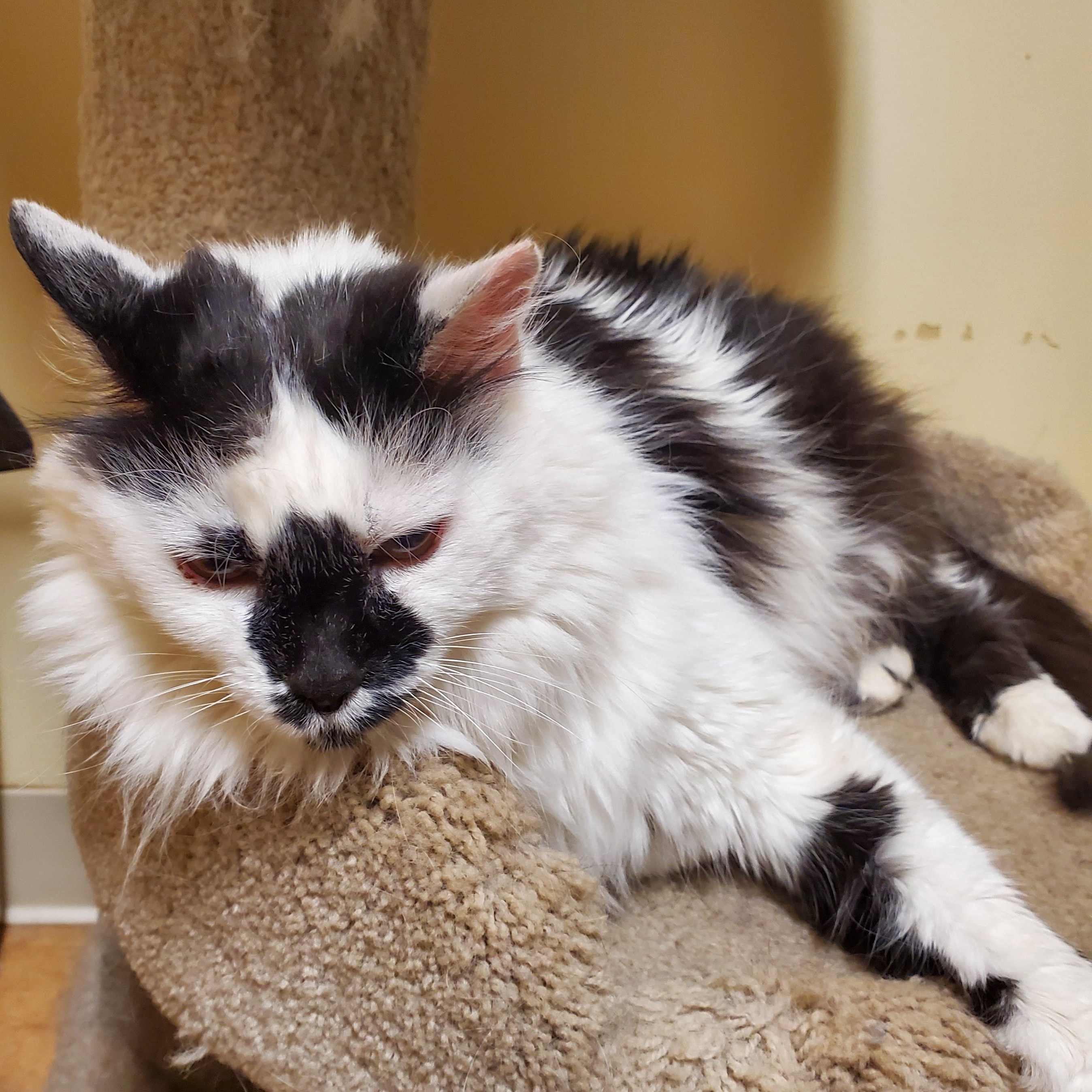 Patches, an adoptable Domestic Medium Hair in Thayne, WY, 83127 | Photo Image 3