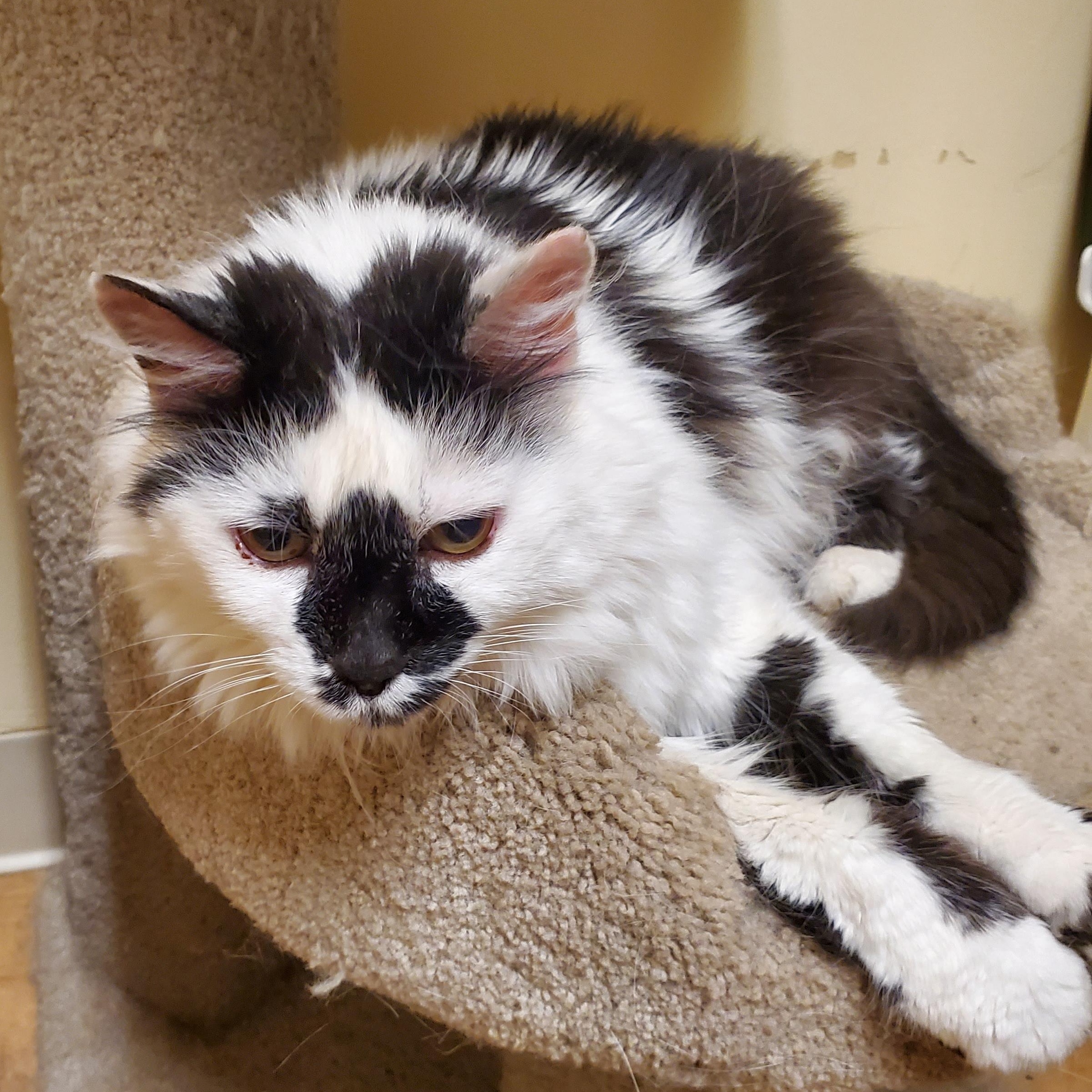 Patches, Adult Male unknown