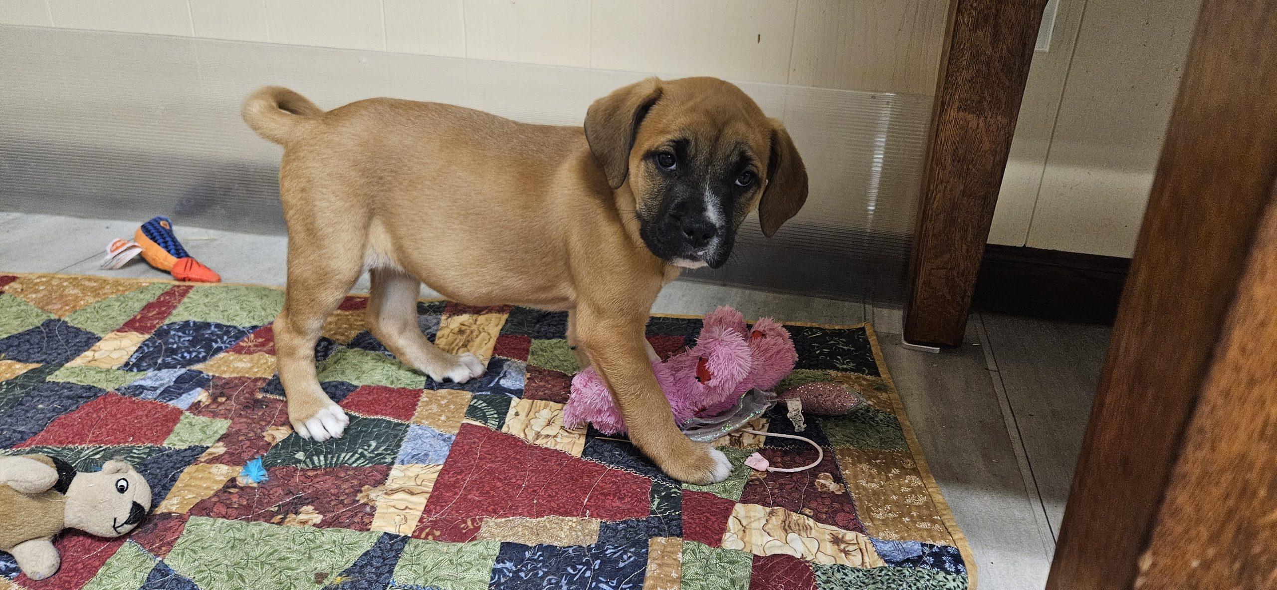 Bella, Adoptable, Puppy Female Bullmastiff & American Staffordshire Terrier.