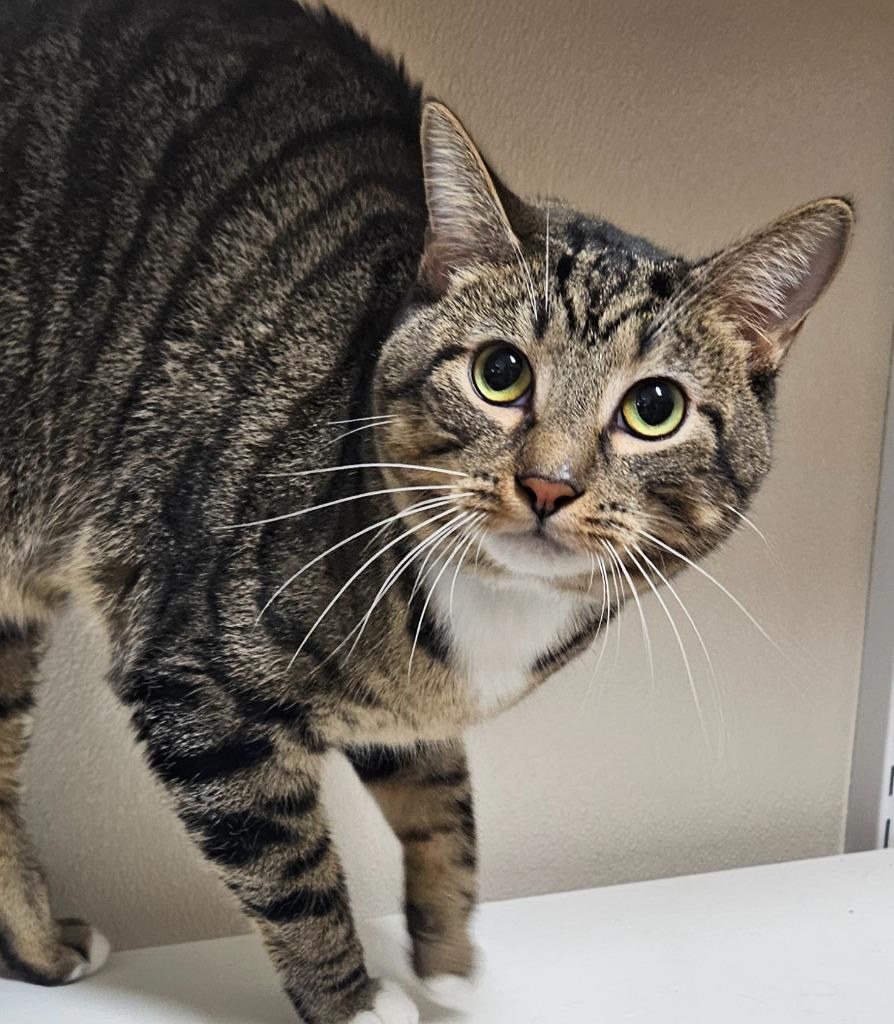 Junior — thumbnail 3