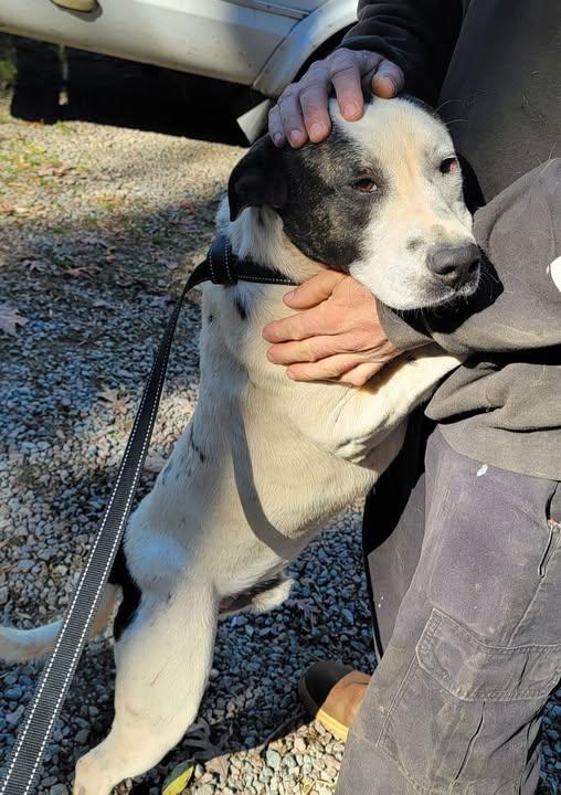 Old Man, Adoptable, Adult Male Terrier.