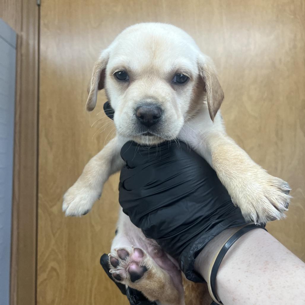 Maui D26-081, Adoptable, Puppy Male Beagle & Husky.