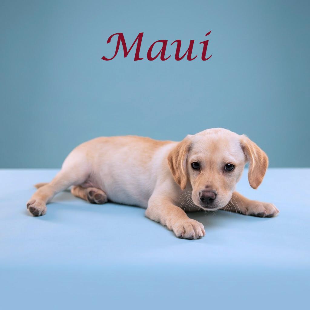 Enlarge Maui D26-081, a Adoptable mixed breed in Lebanon, TN image 2/5