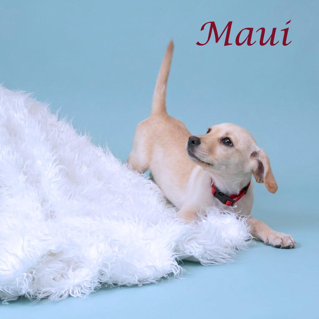 Enlarge Maui D26-081, a Adoptable mixed breed in Lebanon, TN image 4/5