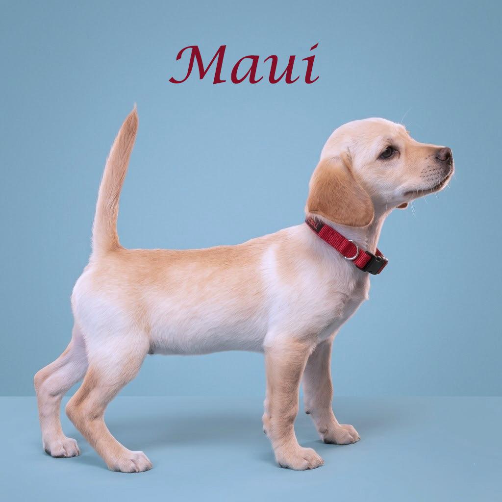 Enlarge Maui D26-081, a Adoptable mixed breed in Lebanon, TN image 5/5