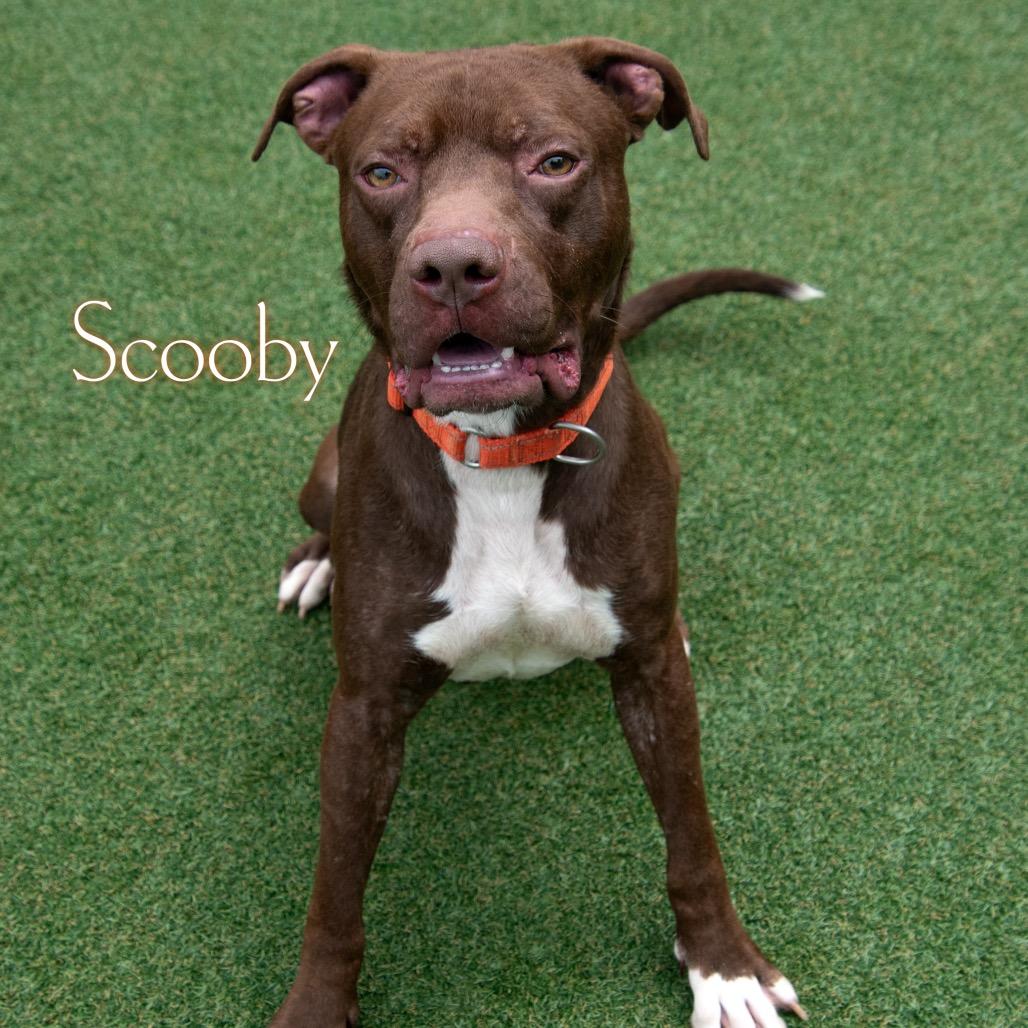 Scooby, Adoptable, Adult Male Pointer & Pit Bull Terrier.