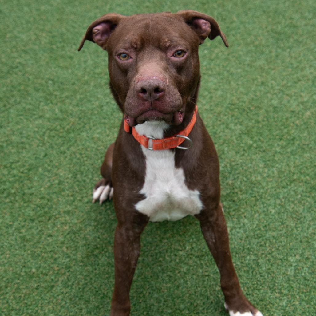 Scooby, a Adoptable mixed breed in Parkersburg, WV image 2/3