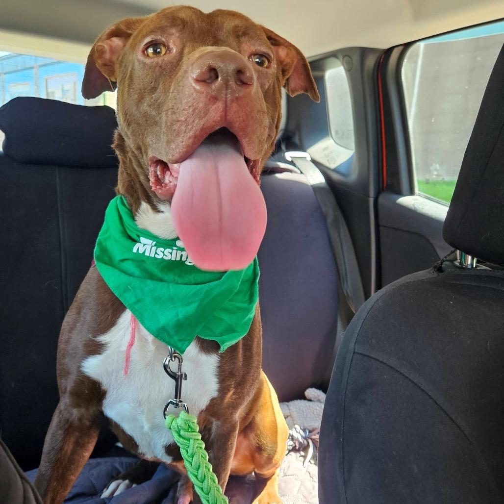 Scooby, a Adoptable mixed breed in Parkersburg, WV image 3/5