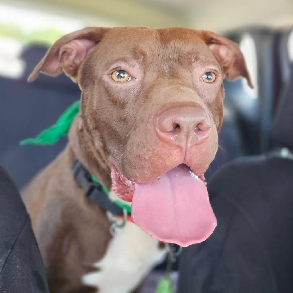 Scooby, a Adoptable mixed breed in Parkersburg, WV image 4/5