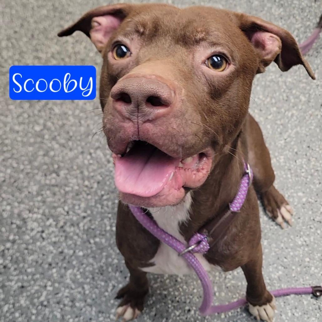Scooby, a Adoptable mixed breed in Parkersburg, WV image 3/3