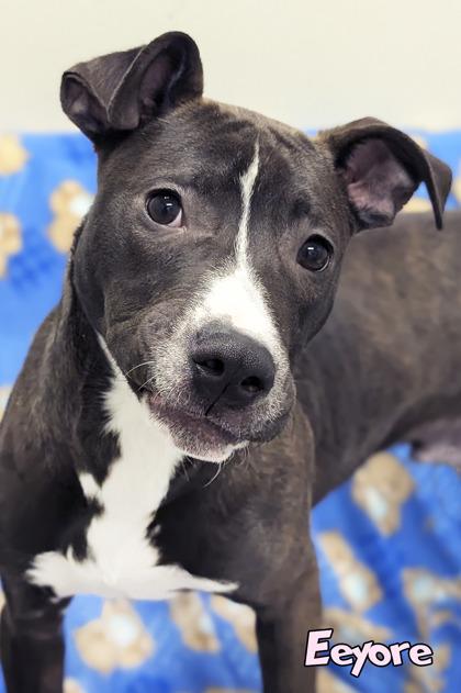 Enlarge Eeyore, a Adoptable mixed breed in Mason, MI image 1/2