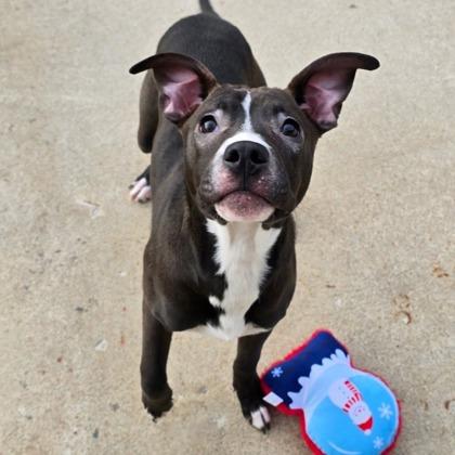 Enlarge Eeyore, a Adoptable mixed breed in Mason, MI image 2/2